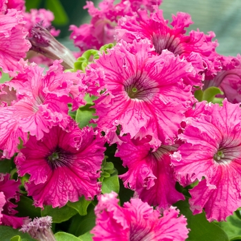 Petunia 'Frillytunia Rose' 