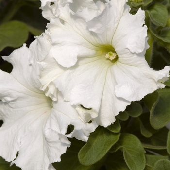 Petunia 'Frillytunia White' 