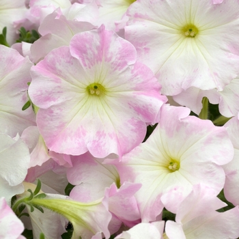 Petunia 'Mystic Pink' 