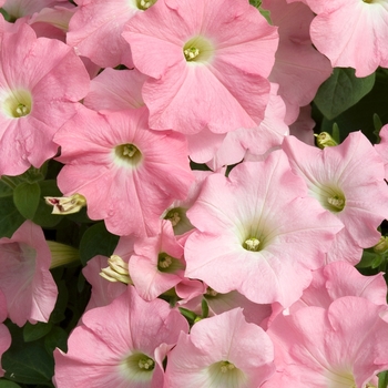 Petunia 'Shell Pink' 