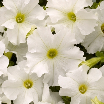 Petunia 'White' 