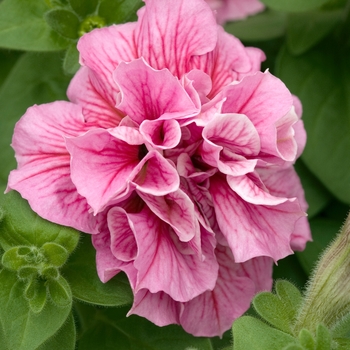 Petunia 'Peppermint' 