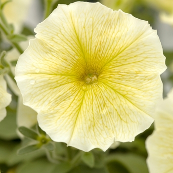 Petunia multiflora 'Dolcissima Limoncello' 