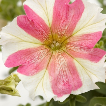 Petunia multiflora 'Dolcissima Flambe' 