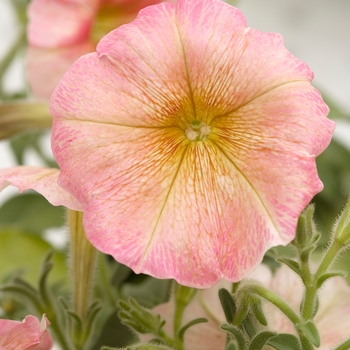 Petunia multiflora 'Dolcissima Amaretto' 