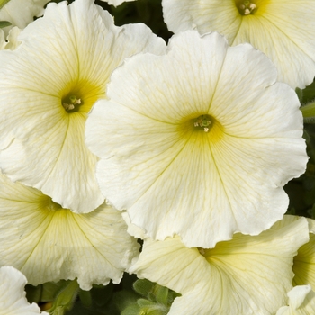 Petunia 'Celebrity Yellow' 