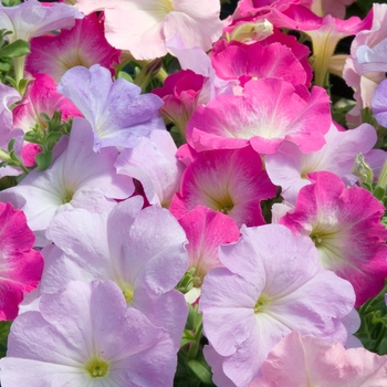 Petunia 'Celebrity Watercolors Mix' 