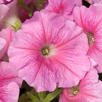 Petunia 'Celebrity Strawberry Ice' 