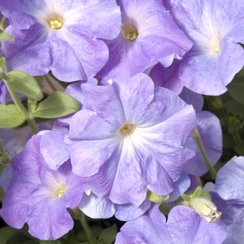 Petunia 'Celebrity Sky Blue' 