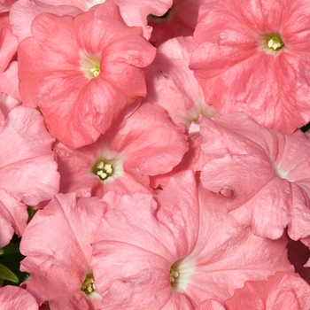 Petunia 'Celebrity Salmon' 