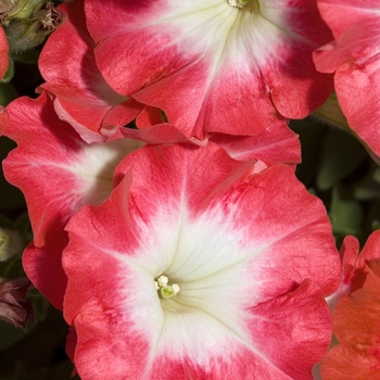 Petunia 'Celebrity Red Morn' 