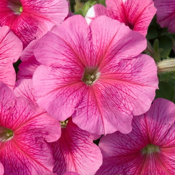 Petunia 'Celebrity Raspberry Ice' 