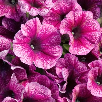 Petunia 'Celebrity Plum Ice' 