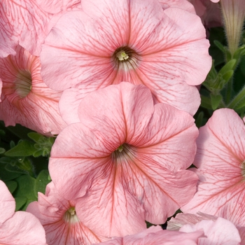 Petunia 'Celebrity Peach Ice' 