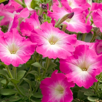 Petunia 'Celebrity Pink Morn' 