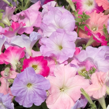 Petunia 'Celebrity Pastel Mix' 