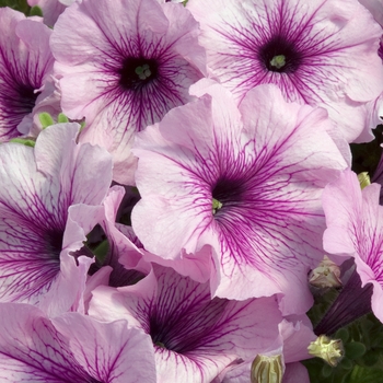 Petunia 'Celebrity Orchid Ice' 