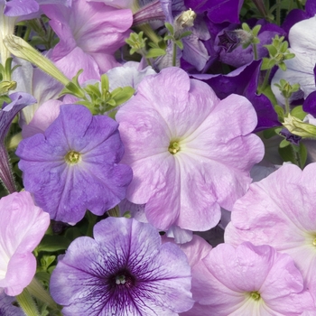 Petunia 'Celebrity Niagara Mix' 