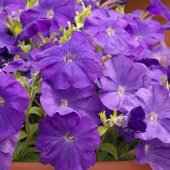 Petunia 'Celebrity Mid Blue' 