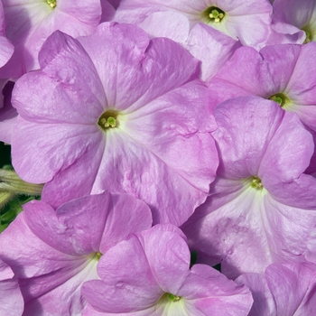 Petunia 'Celebrity Lilac' 