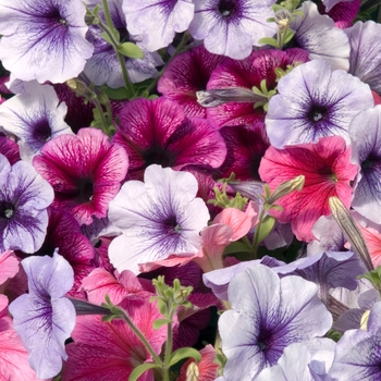 Petunia 'Celebrity Ice Mix' 