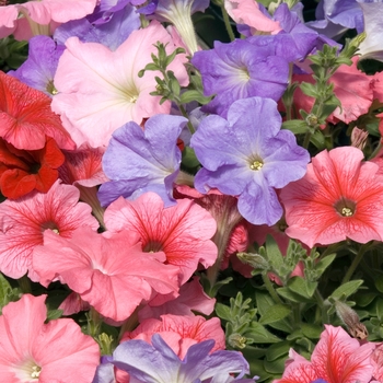 Petunia 'Celebrity Desert Sky Mix' 