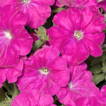 Petunia 'Celebrity Carmine' 