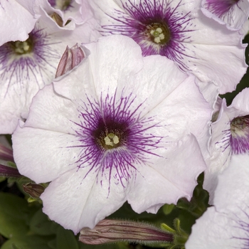 Petunia 'Celebrity Blue Ice' 