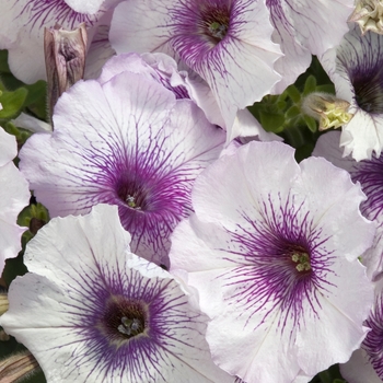 Petunia 'Celebrity Blue Crystal' 