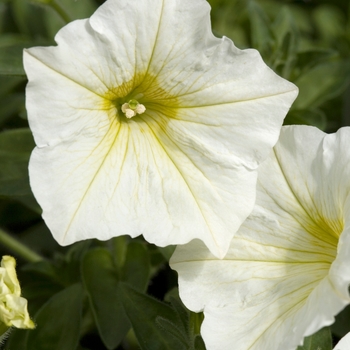 Petunia 'Yellow Eye' 