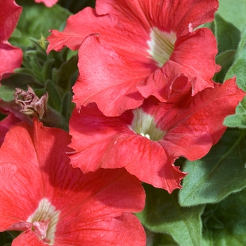Petunia Cascadias 'Vivid Red'