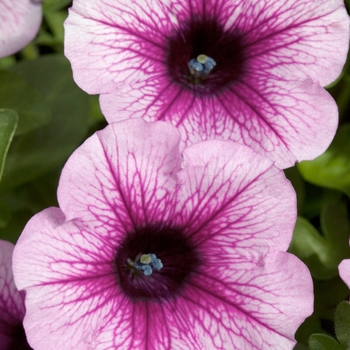 Petunia 'Pink Spark' 