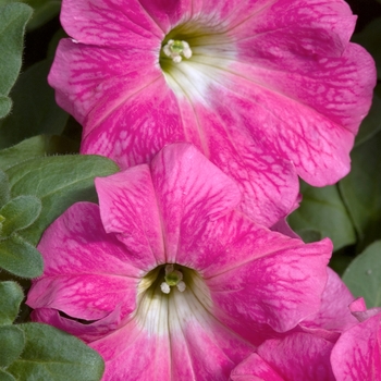 Petunia 'Pink' 