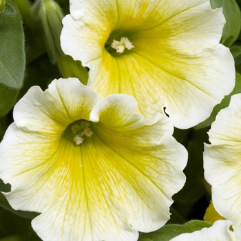 Petunia 'Lime' 