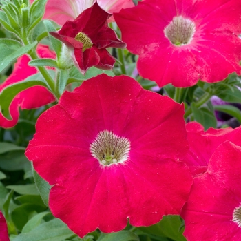 Petunia 'Deep Red' 