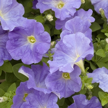 Petunia 'Carpet Sky Blue' 