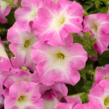 Petunia 'Carpet Pink Morn' 