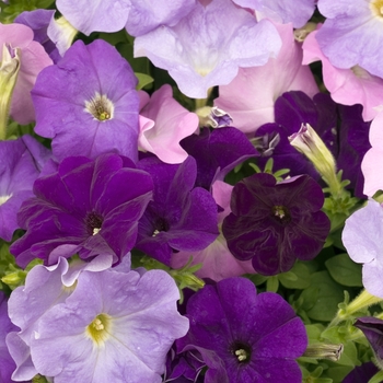 Petunia 'Carpet Neptune Mix' 