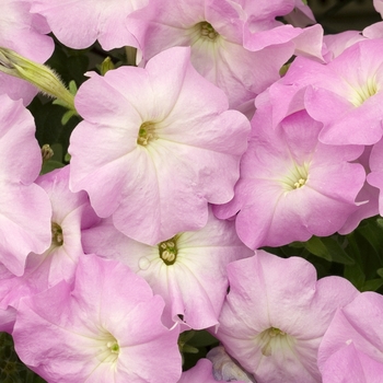 Petunia 'Carpet Lilac' 