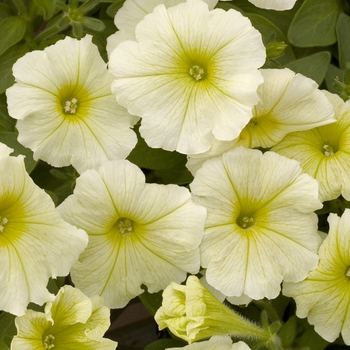 Petunia 'Carpet Buttercream' 