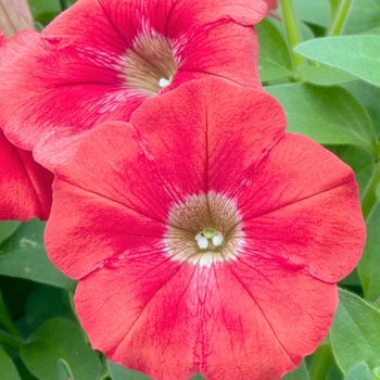 Petunia 'Avalanche Red' 