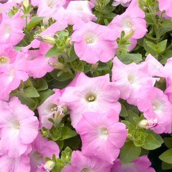 Petunia 'Avalanche Pink'