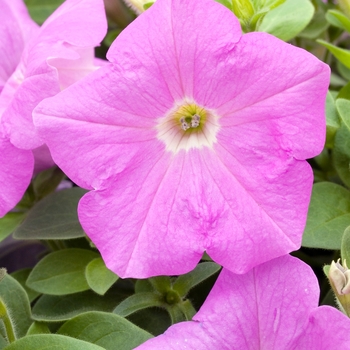 Petunia 'Avalanche Lavender'