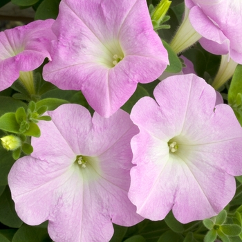 Petunia 'Avalanche Lilac' 