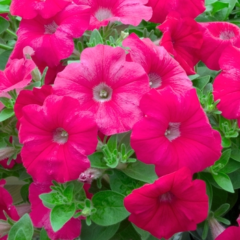 Petunia 'Avalanche Cherry' 