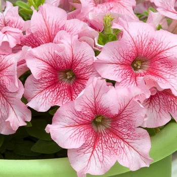 Petunia 'Aladdin Summer Ice' 