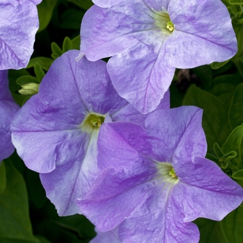 Petunia 'Aladdin Sky Blue' 