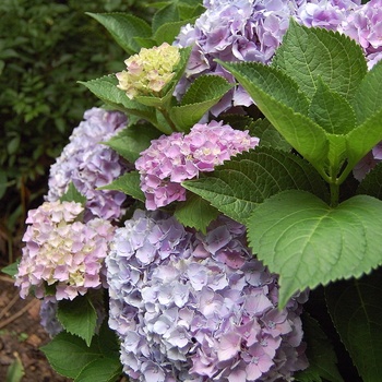 Hydrangea macrophylla 'Mystical Opal' 