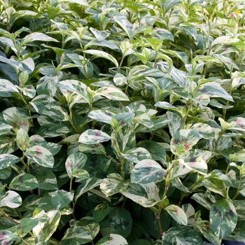 Persicaria virginiana 'Painter's Palette'