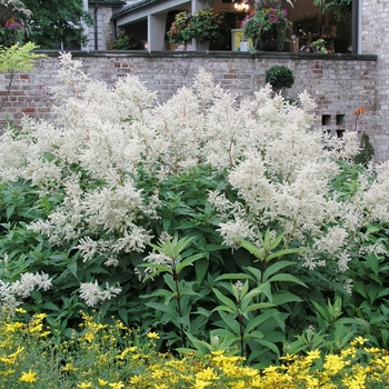 Persicaria polymorpha